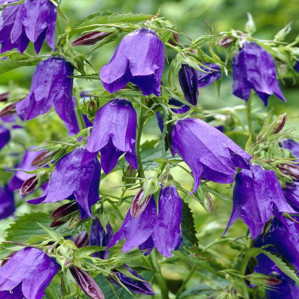 Klokje (Campanula 'Sarastro')