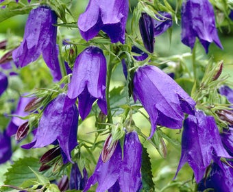 Klokje (Campanula 'Sarastro')
