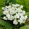 Klokje (Campanula carpatica 'Alba')