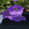 Klokje (Campanula carpatica 'Blaue Clips')