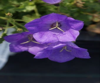 Klokje (Campanula carpatica 'Blaue Clips')