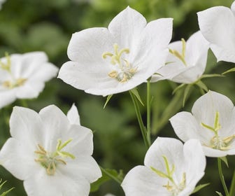 Klokje (Campanula carpatica 'Weisse Clips')