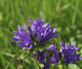 Klokje (Campanula glomerata)