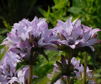 Klokje (Campanula glomerata 'Caroline')