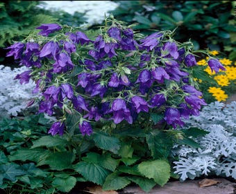 Klokje (Campanula 'Kent Belle')
