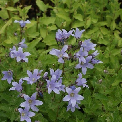 Klokje (Campanula lactiflora 'Prichard's Variety')