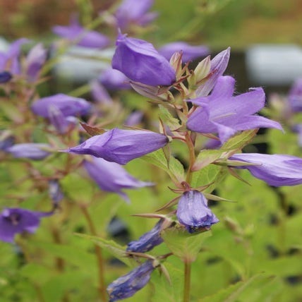 Klokje (Campanula latifolia macrantha)