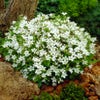 Klokje (Campanula lactiflora 'White Pouffe')