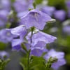 Klokje (Campanula persicifolia)