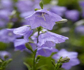 Klokje (Campanula persicifolia)