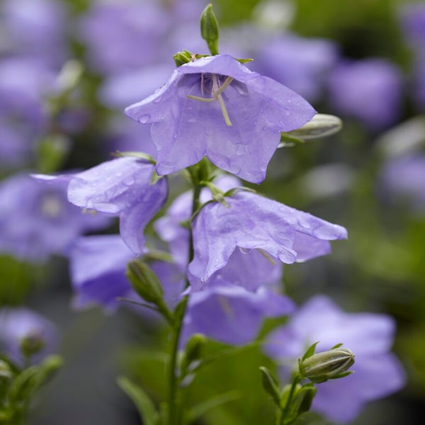 Klokje (Campanula persicifolia)