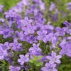 Klokje (Campanula portenschlagiana)