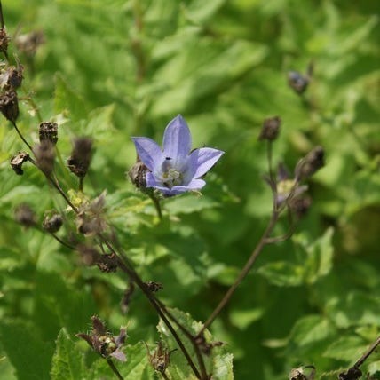 Klokje (Campanula lactiflora 'Prichard's Variety')