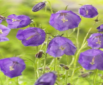 Klokjesbloem (Campanula pulloides 'G.F. Wilson')