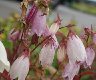 Koreaans Klokje (Campanula takesimana)