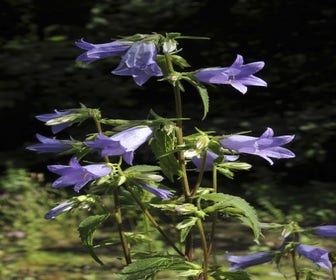 Klokje (Campanula trachelium) BIO