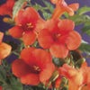 Trompetklimmer (Campsis radicans)