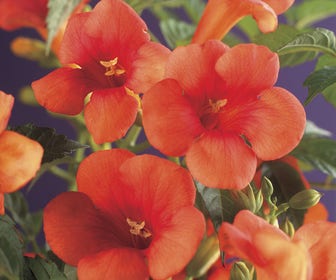 Trompetklimmer (Campsis radicans)