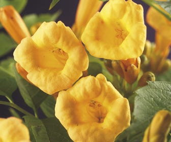 Trompetbloem (Campsis radicans 'Flava')