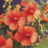 Trompetbloem (Campsis tagliabuana 'Mme Galen')