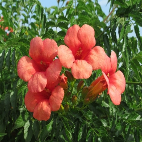 Trompetbloem als boom (Campsis tagliabuana 'Mme Galen')