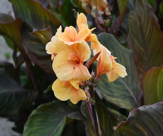 Indische bloemriet (Canna 'Apricot Dream') 