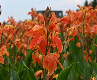 Indisch bloemriet (Canna 'Color Clown') 