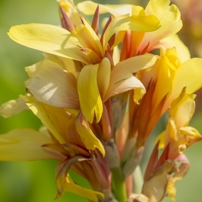 Indisch Bloemriet (Canna 'Fiësta')