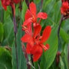 Bloemriet (Canna 'Firebird')