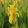 Indisch Bloemriet (Canna 'Richard Wallace')
