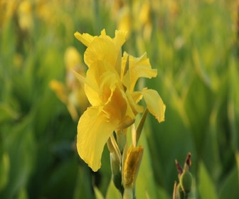 Indisch Bloemriet (Canna 'Richard Wallace')