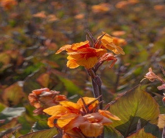 Indisch Bloemriet (Canna 'Wyoming')