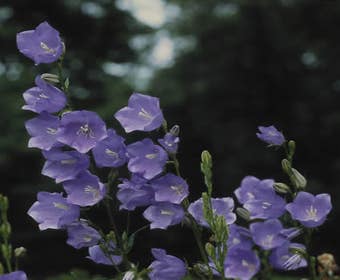 Klokje (Campanula persicifolia 'Coerulea')