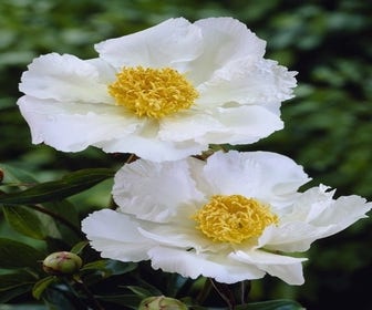 Pioenroos (Paeonia lactiflora Fabulous Flowers® 'Captivating White Caroline')