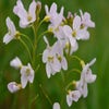 Pinksterbloem (Cardamine pratensis)
