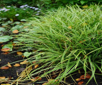 Zegge (Carex morrowii 'Ice Dance') BIO