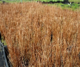 Zegge (Carex buchananii)