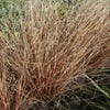 Zegge (Carex buchananii)