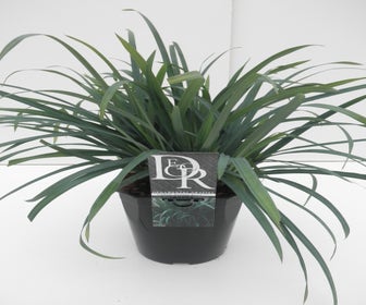 Zegge (Carex 'Bunny Blue')