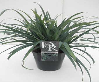 Zegge (Carex 'Bunny Blue')