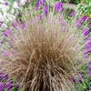 Zegge (Carex comans 'Bronco')
