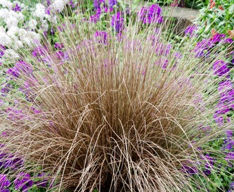 Zegge (Carex comans 'Bronco')