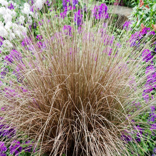 Zegge (Carex comans 'Bronco')