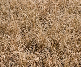 Zegge (Carex comans 'Bronze Form')