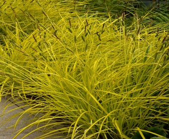 Zegge (Carex elata 'Aurea')