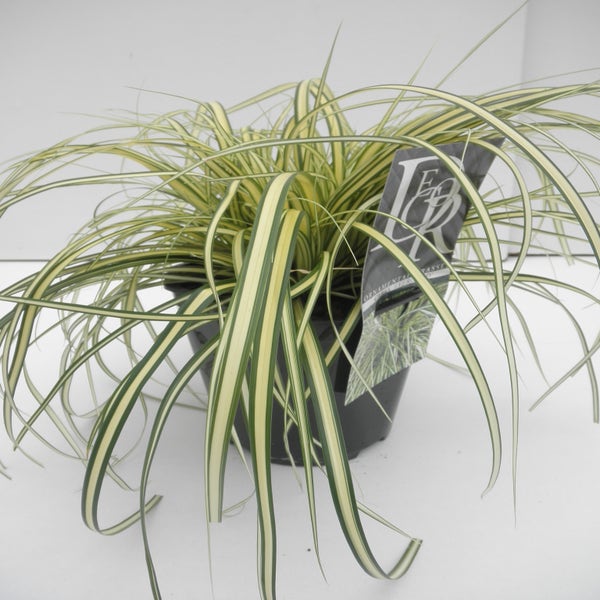 Zegge (Carex oshimensis 'Evergold') Directplant