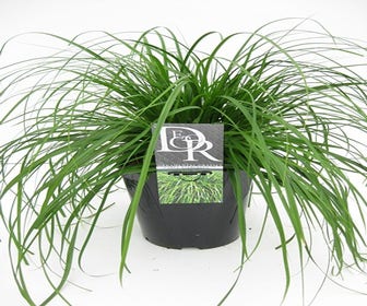 Zegge (Carex 'Evergreen')