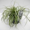 Zegge (Carex Eversheen)