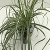 Zegge (Carex 'Feather Falls')