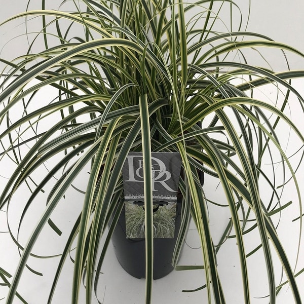 Carex feather Falls  C5